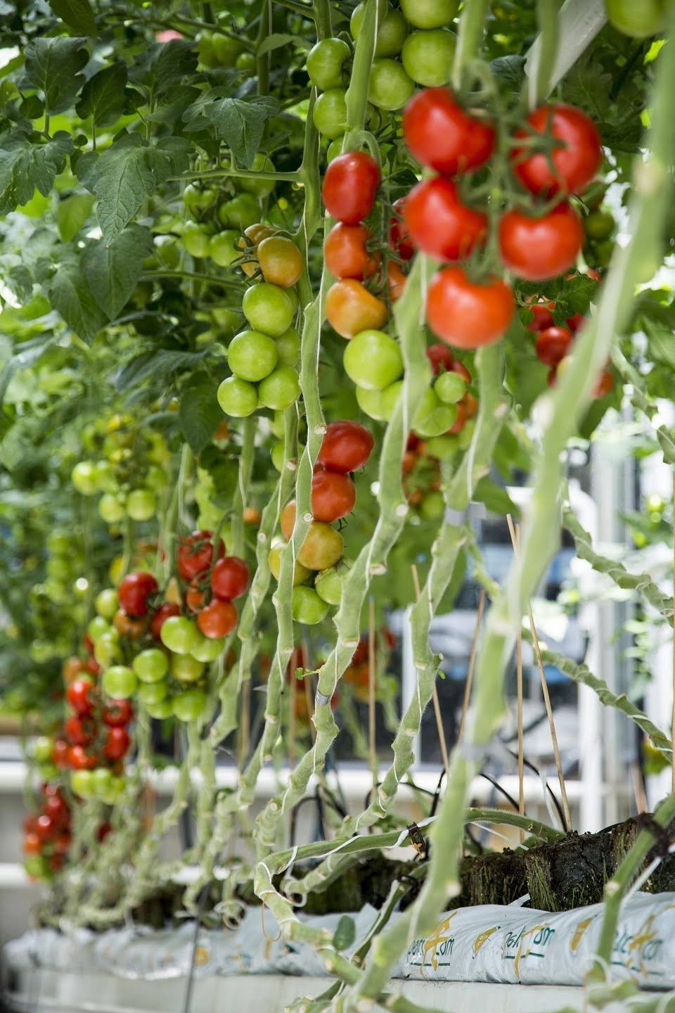 Biologische wereld ontmoet elkaar op de BioFach